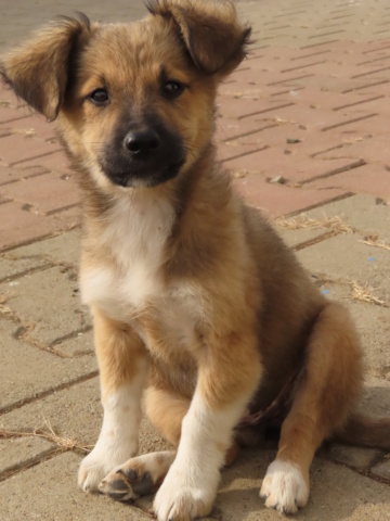 HIJA (ex GOYAVE) - chiot femelle, de taille petite à moyenne à l'âge adulte - née environ en juin 2023 - (Centre RM Pascani en Roumanie) - Adoptée par Mathilda (93) Goyave20