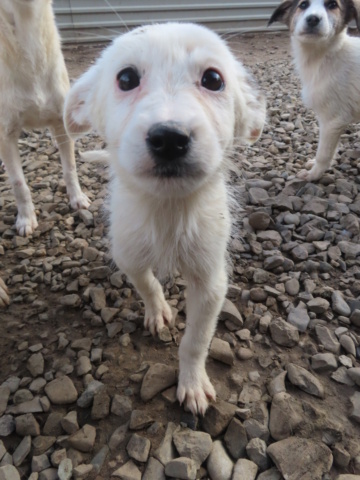 WINDY (ex GRACIE) - chiot femelle, de taille moyenne à l'âge adulte - née environ en août 2023 - REMEMBER ME LAND - Adoptée par Muriel (93)  Gracie20