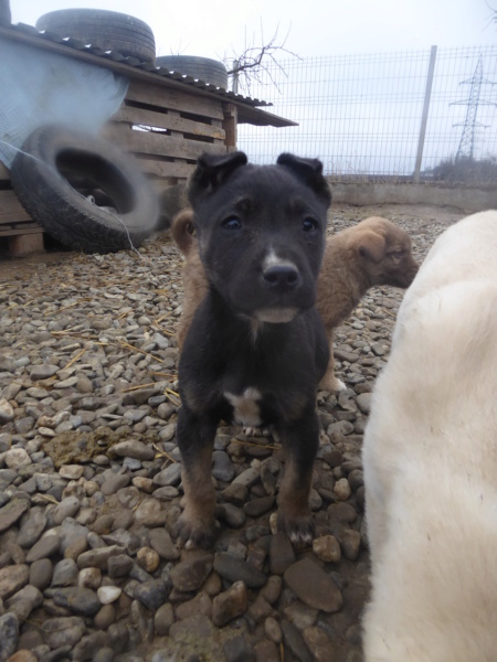 GÜNTHER - chiot mâle, de taille petite à moyenne à l'âge adulte - né environ en octobre 2022 - (Centre RM Pascani en Roumanie) - DECEDE Gunthe12