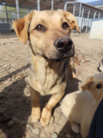 HALCYON - chiot mâle, de taille petite à moyenne à l'âge adulte - né environ en août 2023 - (Centre RM Pascani en Roumanie) Halcyo19