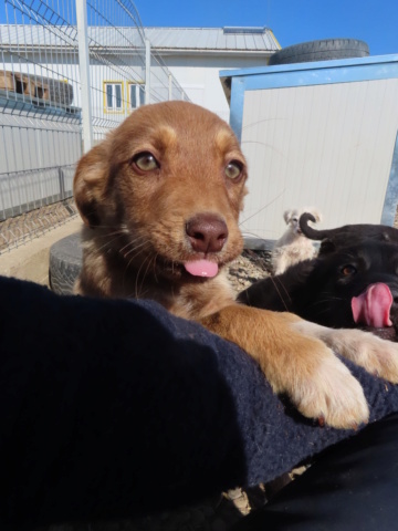 NALLA (ex HAVANE) - chiot femelle, de taille moyenne à l'âge adulte - née environ en janvier 2023 - (Centre RM Pascani en Roumanie) - ADOPTEE PAR PRISCILLE (39) Havane10