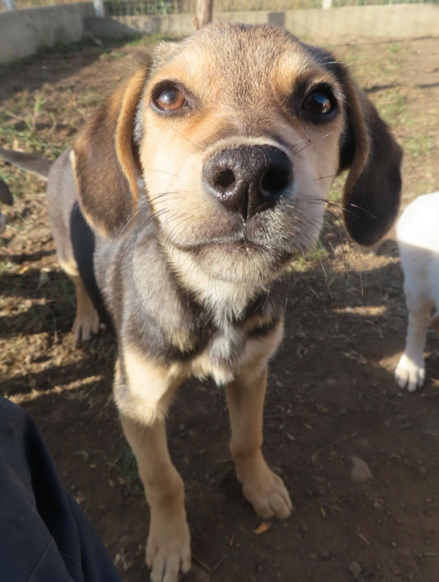 BENNY (ex HERAKLION) - chiot mâle, de taille moyenne à l'âge adulte - né environ en juillet 2023 - (Centre RM Pascani en Roumanie) - Adopté par Marina (44) Herakl18