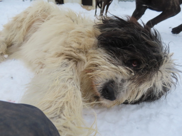 HERCULE - HERCULE !! 6 ans de box !! - mâle croisé Berger Roumain de Bucovine, de grande taille, né en 2014 - adopté en Roumanie - DE RETOUR A L'ADOPTION - REMEMBER ME LAND / RÉSERVÉ ADOPTION PAR Chrystel (79) - Page 2 Hercul68