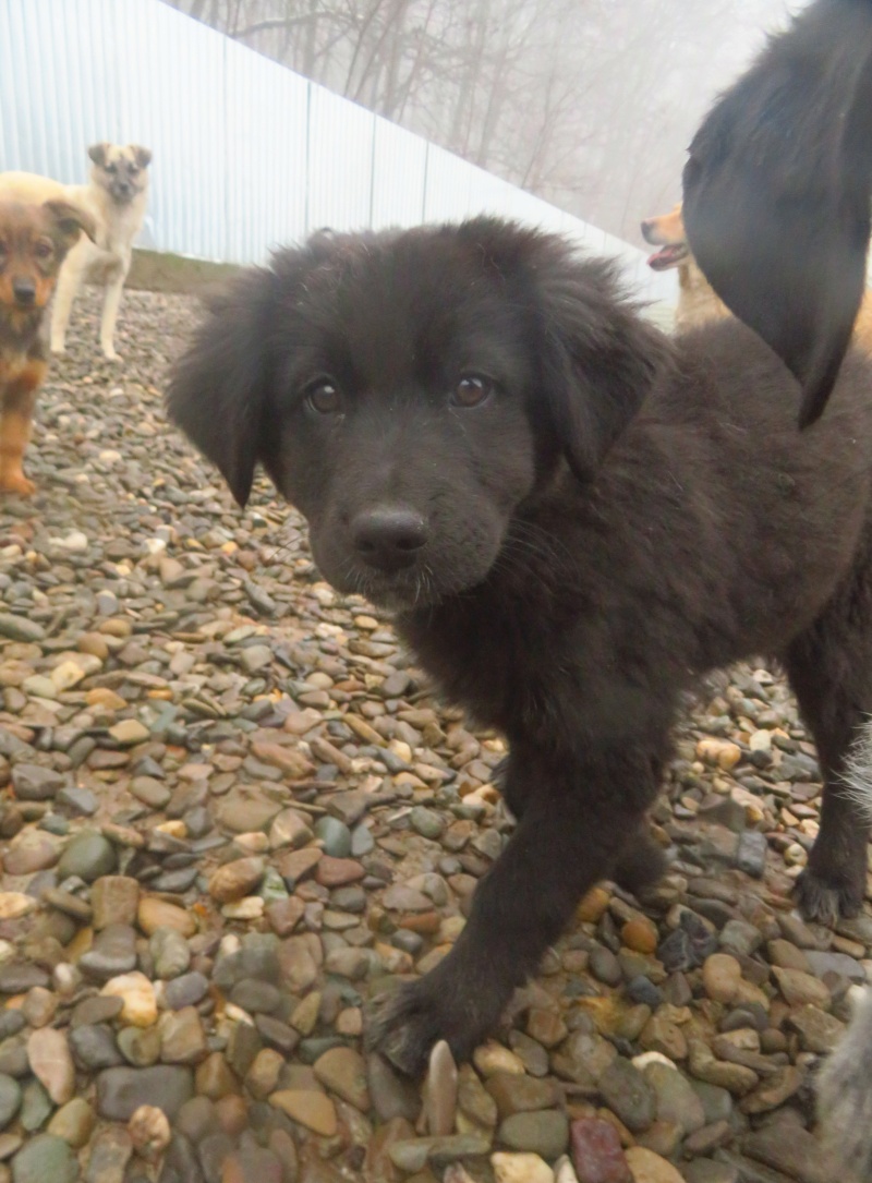 MOLLY (ex HOPIE) - chiot femelle, de taille moyenne à grande taille à l'âge adulte - née environ en août 2022 - REMEMBER ME LAND - Adoptée par Élisabeth (67)  Hopie_14