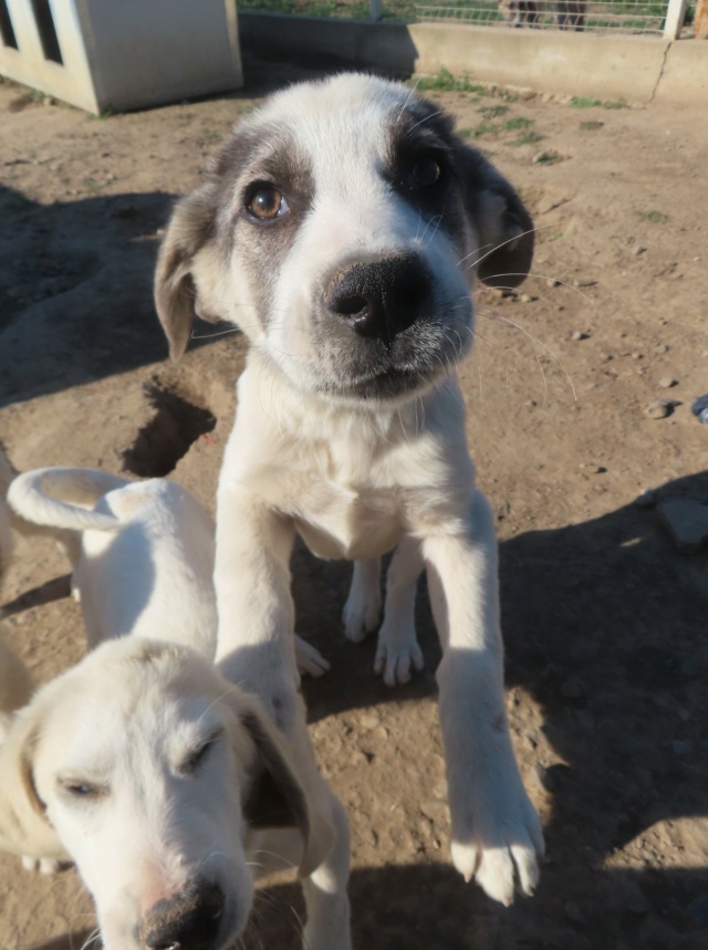 PONGO (ex HUYANG) - chiot mâle, de taille moyenne à l'âge adulte - né environ en janvier 2024 - REMEMBER ME LAND - Adopté par Sofia (4429 - Luxembourg)  Huyang26