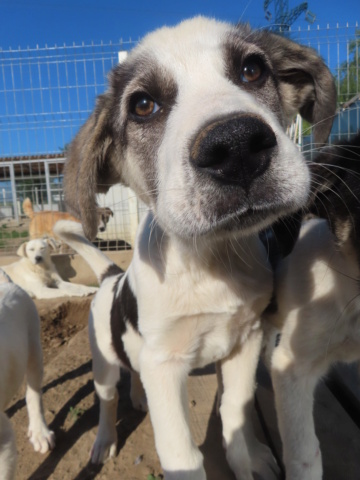 PONGO (ex HUYANG) - chiot mâle, de taille moyenne à l'âge adulte - né environ en janvier 2024 - REMEMBER ME LAND - Adopté par Sofia (4429 - Luxembourg)  Huyang30