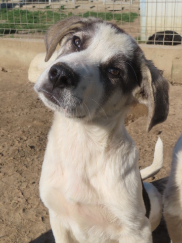 PONGO (ex HUYANG) - chiot mâle, de taille moyenne à l'âge adulte - né environ en janvier 2024 - REMEMBER ME LAND - Adopté par Sofia (4429 - Luxembourg)  Huyang31