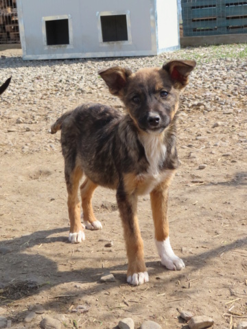 HYGIE - chiot femelle, de taille moyenne à grande à l'âge adulte - née environ en janvier 2023 - (Centre RM Pascani en Roumanie) - en FA chez Adeline (57) - ADOPTEE PAR ADELINE (57) Hygie_17