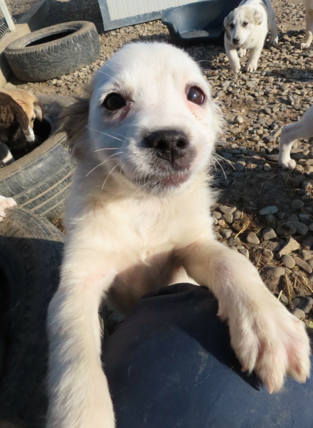 LUNE (ex IDESIA) - chiot femelle, de taille petite à l'âge adulte - née environ en janvier 2023 - (Centre RM Pascani en Roumanie) - Adoptée par Sabine (56) Idesia20