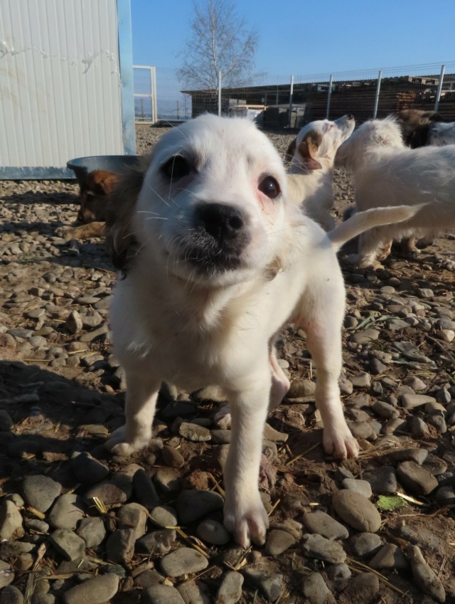 LUNE (ex IDESIA) - chiot femelle, de taille petite à l'âge adulte - née environ en janvier 2023 - (Centre RM Pascani en Roumanie) - Adoptée par Sabine (56) Idesia23