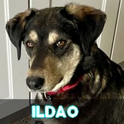 Association Remember Me France : sauver et adopter un chien roumain Ildao11