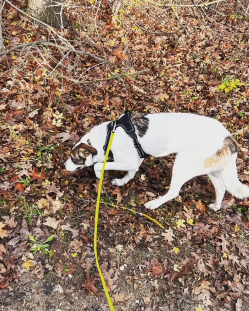 TAHIA (ex KALI) - chiot femelle, de taille moyenne à l'âge adulte - née environ en novembre 2021 - en FA chez Gina à Tergu Neamt (Roumanie) - Adoptée par Marine (75)  Imag1114