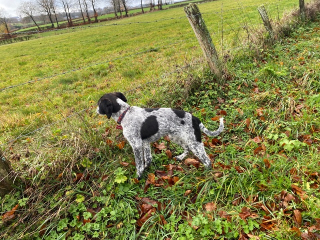 FLAVIA - chiot femelle, typée braque allemand, de taille moyenne à grande à l'âge adulte - née environ en avril 2022 - REMEMBER ME LAND - Adoptée par Sarah (4761 - Belgique)  Imag1128