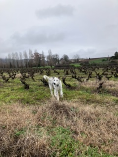 FINO (ex FARO) - chiot mâle, de taille moyenne à l'âge adulte - né environ en mars 2022 - REMEMBER ME LAND - Adopté par Hugo (69)  Imag1220