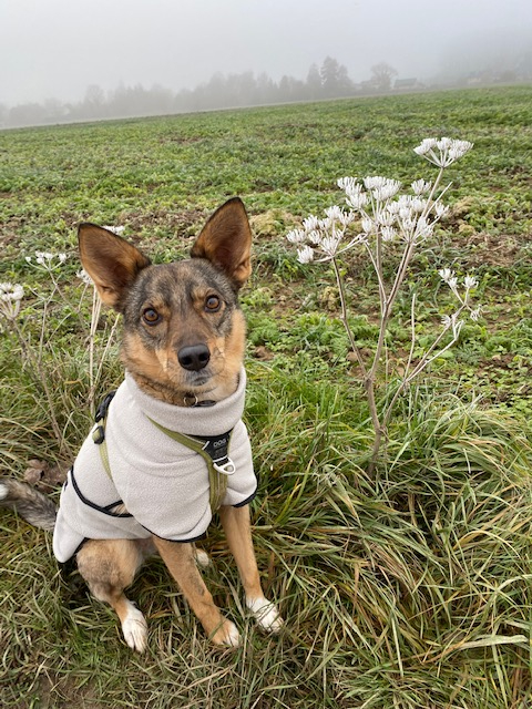 YUCCA (ex CARMEN) - femelle croisée, taille petite-moyenne, née environ aout 2017 (refuge d' ALINA & ANDA) - adoptée par justine  (Belgique) Imag1388