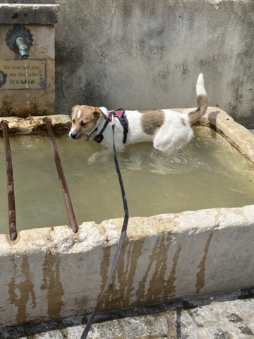 NALA (ex FLIPPY) - chiot femelle , de taille moyenne à l'âge adulte - née environ en octobre 2021 - REMEMBER ME LAND - Adoptée par Cristina (1258 - Suisse)  Image563