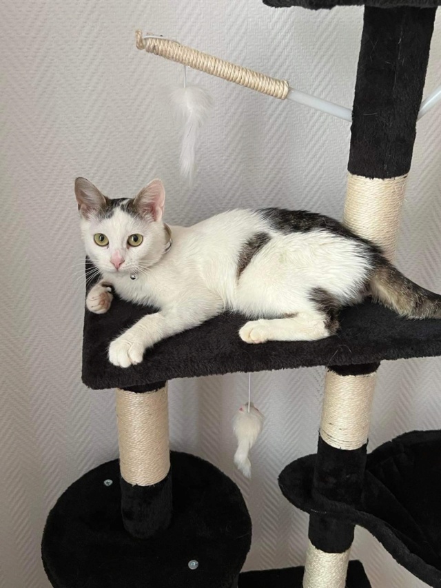 BORIS - chaton mâle, né environ en juillet 2021 - En FA à Tergu Neamt (Roumanie) - Adopté par Virgil (67)  Img_0316
