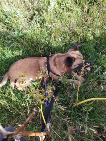 LUNA (ex ALLY) - femelle, de taille petite à moyenne, née environ en février 2016 - REMEMBER ME LAND - Adoptée par Francine (75)  Img_1668