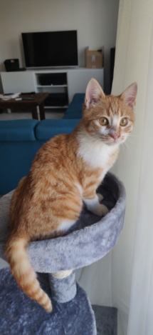 ROUKY - chaton mâle, né environ en juillet 2021 - À la clinique de Lucian (Roumanie) - En FA chez LAURIE (13) - Adopté par Paul (13)  Img_2657