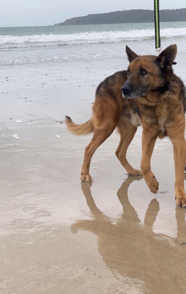 JAX (ex SPARTACUS) - mâle, berger allemand, de grande taille, né environ juin 2011 - REMEMBER ME LAND - Adopté par Lisa (JERSEY)  - Page 3 Img_2855