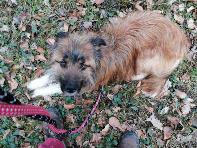 BALTO (ex KARBON) - mâle, de taille moyenne - né environ en juin 2018 - (Fourrière de Roman) - REMEMBER ME LAND - Adopté par Laura (21)  Img_4226