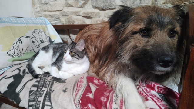 CALYS (ex HARRY) - chaton mâle, né environ en mars 2022 - En FA chez Oana à Pascani (Roumanie) - Adopté par Laura (depart21) Img_4227