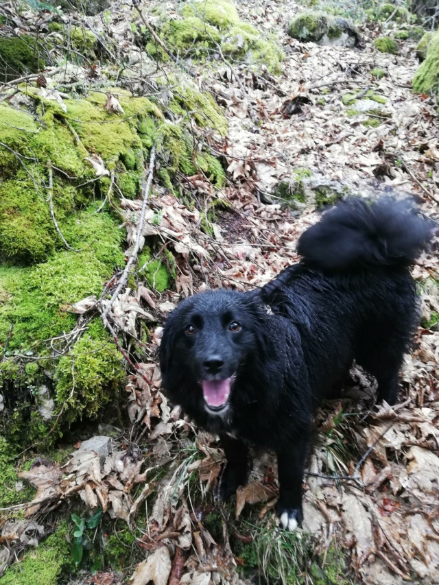 ASTRA (ex SERENADE) - chiot femelle, de taille petite à moyenne à l'âge adulte - née environ en avril 2022 - (Centre RM Pascani en Roumanie) - en FA chez Mathilde (89) - Adoptée par Mathilde et Martin (34) - Page 3 Img_4403