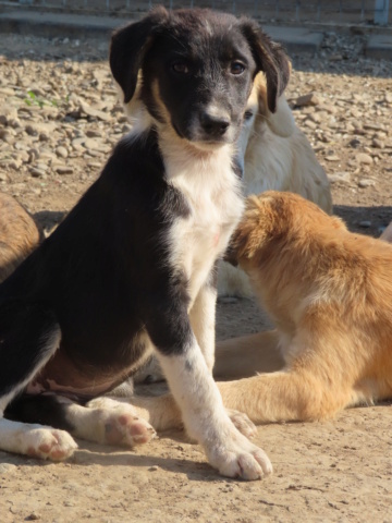 INETTE - chiot femelle, de taille moyenne à grande à l'âge adulte - née environ en mai 2023 - (Centre RM Pascani en Roumanie) - Adoptée par Claire (54) Inette24