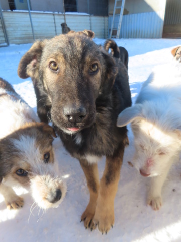 MERLIN (ex IRWIN) - chiot mâle, de taille moyenne à grande à l'âge adulte - né environ en août 2023 - REMEMBER ME LAND - Adopté par Candy (35)  Irwin_27