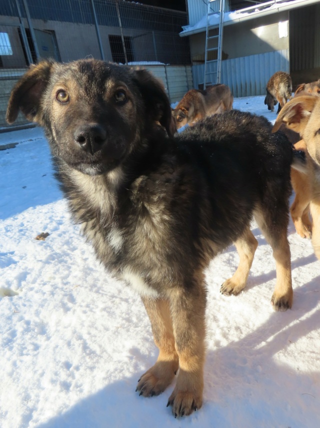 MERLIN (ex IRWIN) - chiot mâle, de taille moyenne à grande à l'âge adulte - né environ en août 2023 - REMEMBER ME LAND - Adopté par Candy (35)  Irwin_32