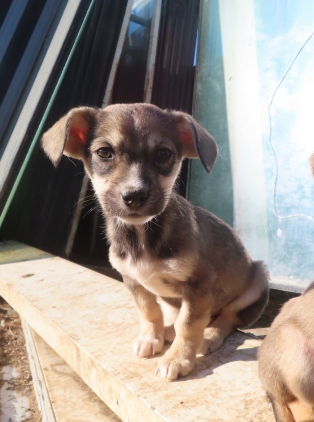 DJOY (ex JOYA) - chiot femelle, de petite taille à l'âge adulte - née environ en août 2023 - Centre RM Pascani (Roumanie) - Adoptée par Christelle (05) Joya_111