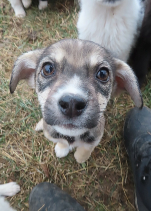 DJOY (ex JOYA) - chiot femelle, de petite taille à l'âge adulte - née environ en août 2023 - Centre RM Pascani (Roumanie) - Adoptée par Christelle (05) Joya_113