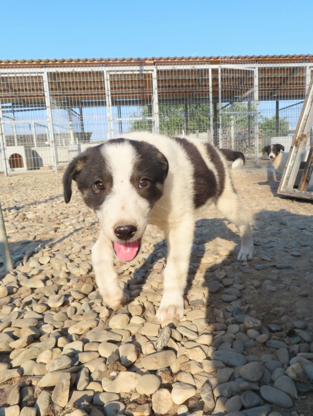 PONGO (ex KASIO) - chiot mâle, de taille moyenne à l'âge adulte - né environ en mai 2023 - (Centre RM Pascani en Roumanie) - Adopté par Lysiane (60) Kasio_11