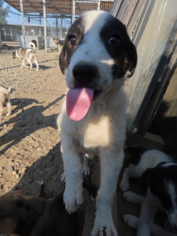 PONGO (ex KASIO) - chiot mâle, de taille moyenne à l'âge adulte - né environ en mai 2023 - (Centre RM Pascani en Roumanie) - Adopté par Lysiane (60) Kasio_19