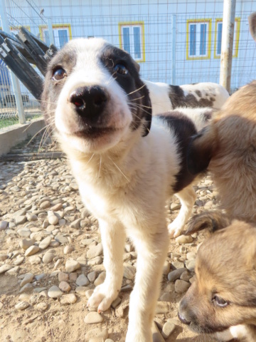 PONGO (ex KASIO) - chiot mâle, de taille moyenne à l'âge adulte - né environ en mai 2023 - (Centre RM Pascani en Roumanie) - Adopté par Lysiane (60) Kasio_20