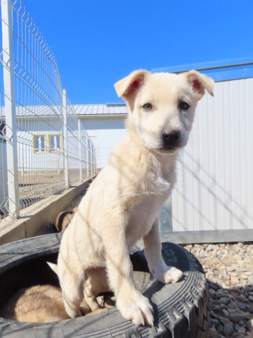 KYRA (ex KIMBERLEY) - chiot femelle, de taille petite à moyenne à l'âge adulte - née environ en décembre 2022  (Centre RM Pascani en Roumanie) - Adoptée par Christel (7800 - Belgique) Kimber13