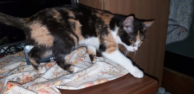 LAZULI - chaton femelle, née environ en août 2020 - En FA chez Sixtine et Romain (42) - adoptée par Marie-Elisabeth (03) Lazuli12