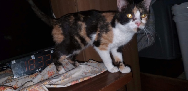 LAZULI - chaton femelle, née environ en août 2020 - En FA chez Sixtine et Romain (42) - adoptée par Marie-Elisabeth (03) Lazuli14
