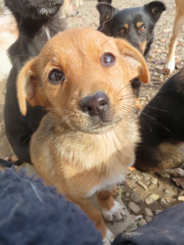 LEONNE - chiot femelle, de taille petite à moyenne à l'âge adulte - née environ en juillet 2023 - REMEMBER ME LAND - Adoptée par Louison (33)  Leonne19