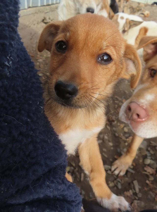 LEONNE - chiot femelle, de taille petite à moyenne à l'âge adulte - née environ en juillet 2023 - REMEMBER ME LAND - Adoptée par Louison (33)  Leonne23