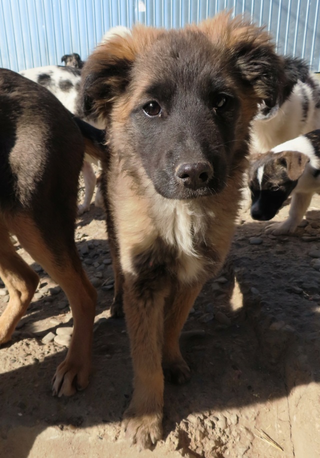 LILO - chiot femelle, de taille moyenne à grande taille à l'âge adulte - née environ en novembre 2022 - REMEMBER ME LAND - Adoptée par Carla (89)  Lilo_114