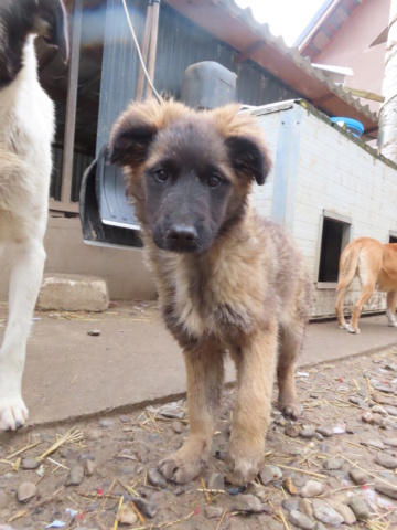 LILO - chiot femelle, de taille moyenne à grande taille à l'âge adulte - née environ en novembre 2022 - REMEMBER ME LAND - Adoptée par Carla (89)  Lilo_610