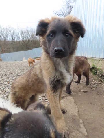 LILO - chiot femelle, de taille moyenne à grande taille à l'âge adulte - née environ en novembre 2022 - REMEMBER ME LAND - Adoptée par Carla (89)  Lilo_710