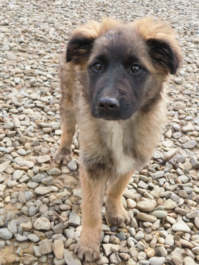 LILO - chiot femelle, de taille moyenne à grande taille à l'âge adulte - née environ en novembre 2022 - REMEMBER ME LAND - Adoptée par Carla (89)  Lilo_910