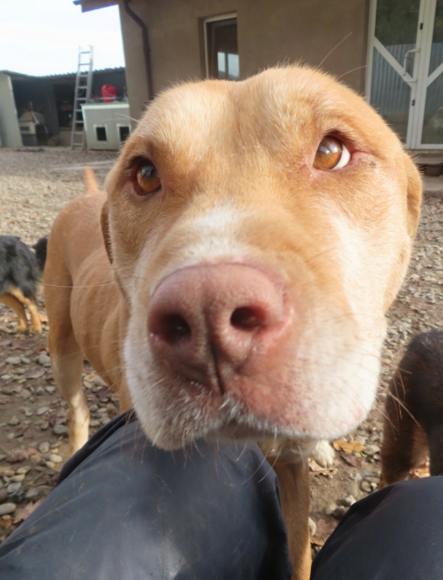 LOLA2 - femelle typée amstaff, de taille moyenne - née environ en février 2019 - REMEMBER ME LAND - DECEDEE Lola_116