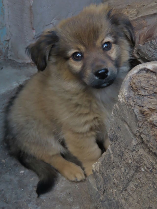 LOUKOUM - chiot mâle, de petite taille à l'âge adulte - né environ en juillet 2023 - REMEMBER ME LAND - Adopté par Nathalie (7800 - Belgique) Loukou10