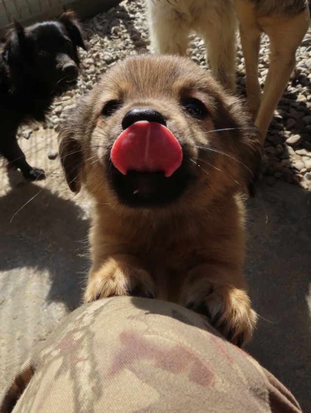 LOUKOUM - chiot mâle, de petite taille à l'âge adulte - né environ en juillet 2023 - REMEMBER ME LAND - Adopté par Nathalie (7800 - Belgique) Loukou13