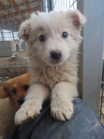 NEIGE (ex LUCIOLE) - chiot femelle, de taille petite à moyenne à l'âge adulte - née environ en novembre 2023 - REMEMBER ME LAND - Adoptée par Marie (33)  Luciol14