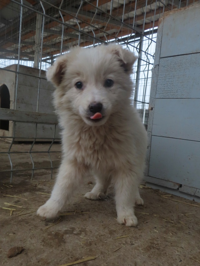 NEIGE (ex LUCIOLE) - chiot femelle, de taille petite à moyenne à l'âge adulte - née environ en novembre 2023 - REMEMBER ME LAND - Adoptée par Marie (33)  Luciol16