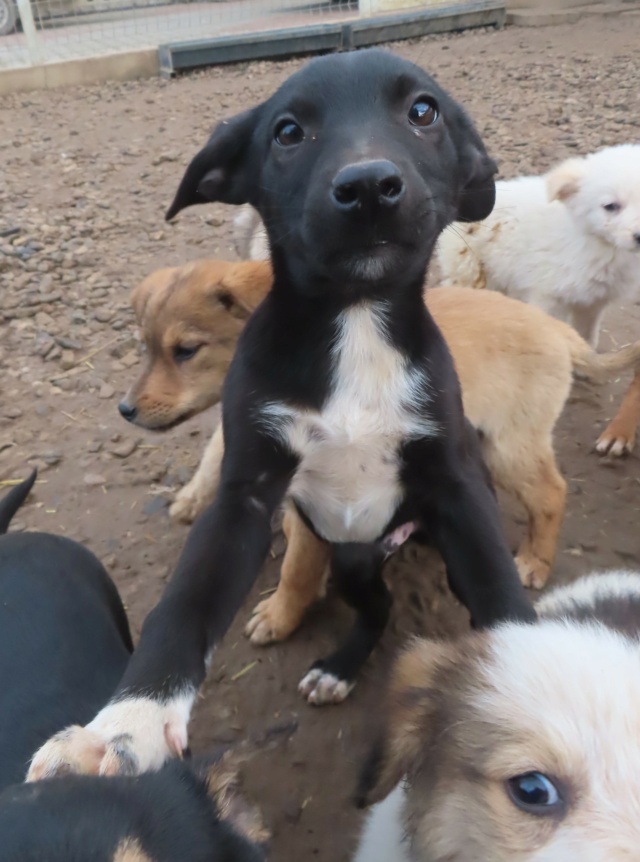 TIBOU (ex MAJOR) - chiot mâle, de petite taille à l'âge adulte - né environ en septembre 2023 - (Centre RM Pascani en Roumanie) - en FA chez Aurélia (21) - Adopté par Frédérique (21)  Major_22